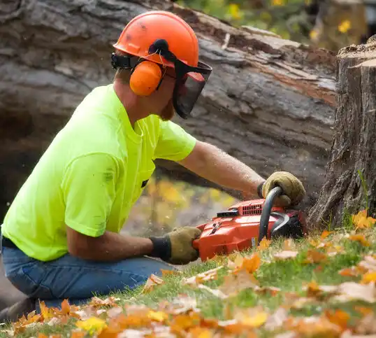 tree services Rocky Mount